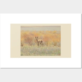 Wildlife gifts, pronghorn, nature, wild animals Posters and Art